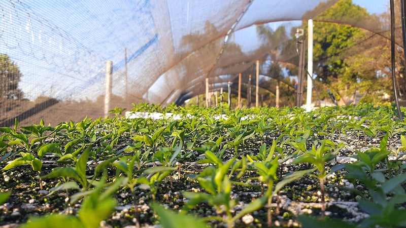 Simple Swaps for a More Sustainable Lifestyle