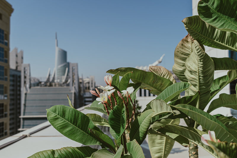 Seven Ways to Make Your Garden More Eco-Friendly and Productive