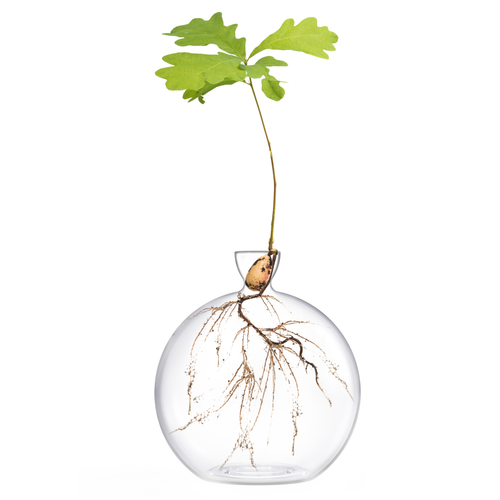 Hand-Blown Glass Vase for Acorns