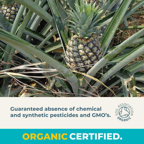 Organic Gently Dried Pineapple Chunks