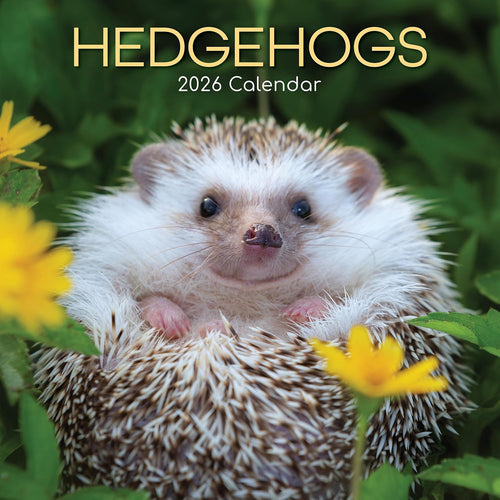Hedgehogs 2026 Calendar 16 Month (Sept 2025-Dec 2026) Family Square Wall Calendar 2026 UK | Planner with Large Grid for Home or Office Organisation - Animals 2026/2025 Calendar UK