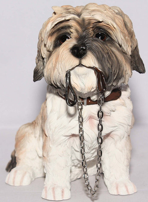 Brown & White Shih Tzu Sitting With Lead In Mouth - Walkies
