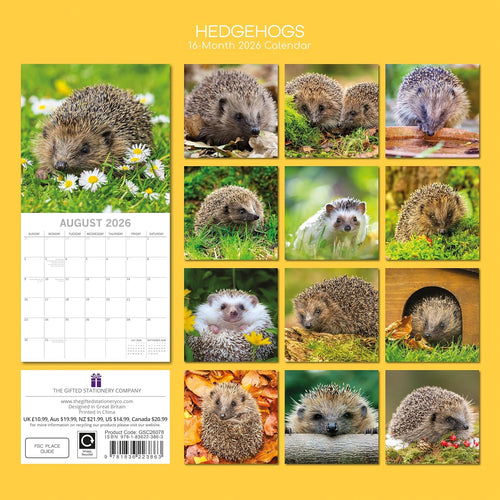 Hedgehogs 2026 Calendar 16 Month (Sept 2025-Dec 2026) Family Square Wall Calendar 2026 UK | Planner with Large Grid for Home or Office Organisation - Animals 2026/2025 Calendar UK