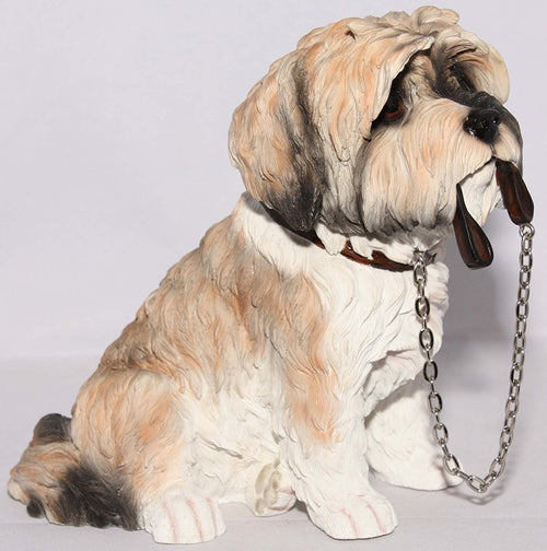 Brown & White Shih Tzu Sitting With Lead In Mouth - Walkies