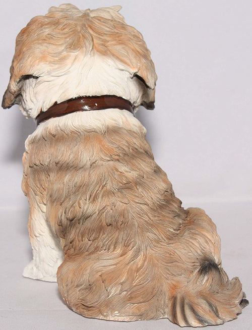 Brown & White Shih Tzu Sitting With Lead In Mouth - Walkies