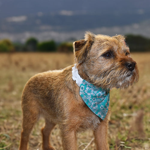Blue Hibiscus Hawaiian - Dog Bandana - 4 Sizes