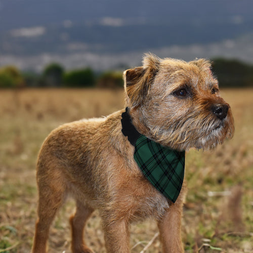 Green Tartan - Dog Bandana - 4 Sizes