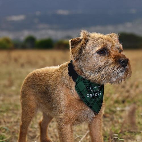 Just Here For The Snacks - Green Tartan - Dog Bandana - 4 Sizes