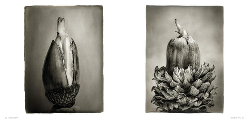 Oak: From Seed to Ancient Tree by Beth Moon