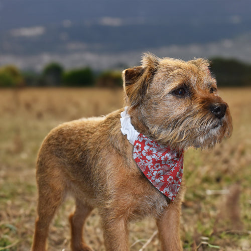Red Hibiscus Hawaiian - Dog Bandana - 4 Sizes