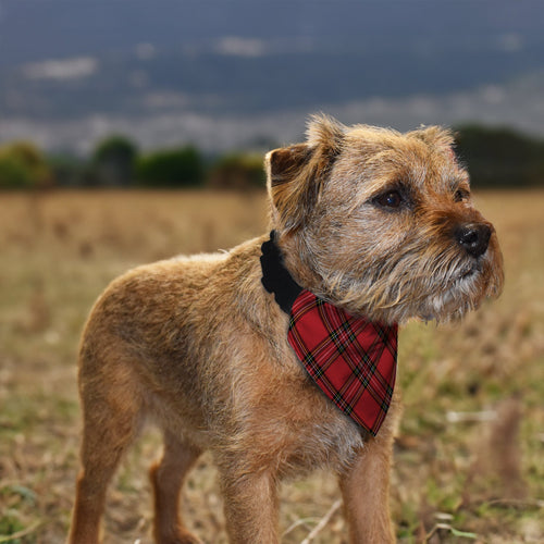 Red Tartan - Dog Bandana - 4 Sizes