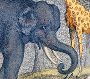 "A History of the Earth and Animated Nature" on Framed Canvas, Acrylic, Canvas, Framed Prints or Print-only