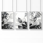 Art In Frames | Set of 3 Botanical Wall art Prints