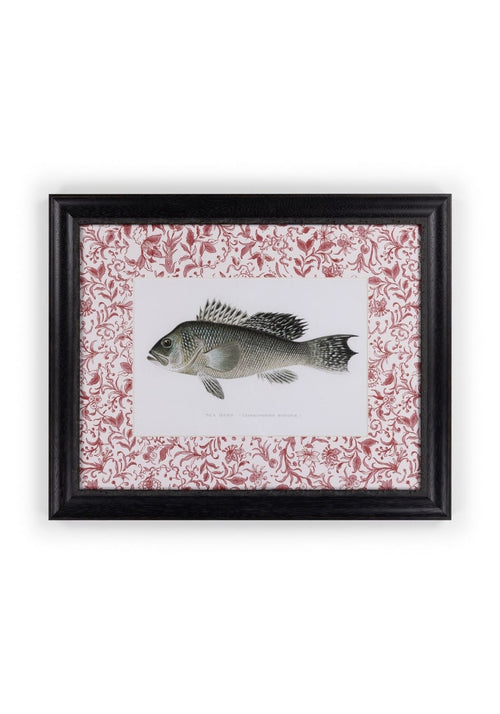 Fish III Framed Print Noble Vintage for the English Home