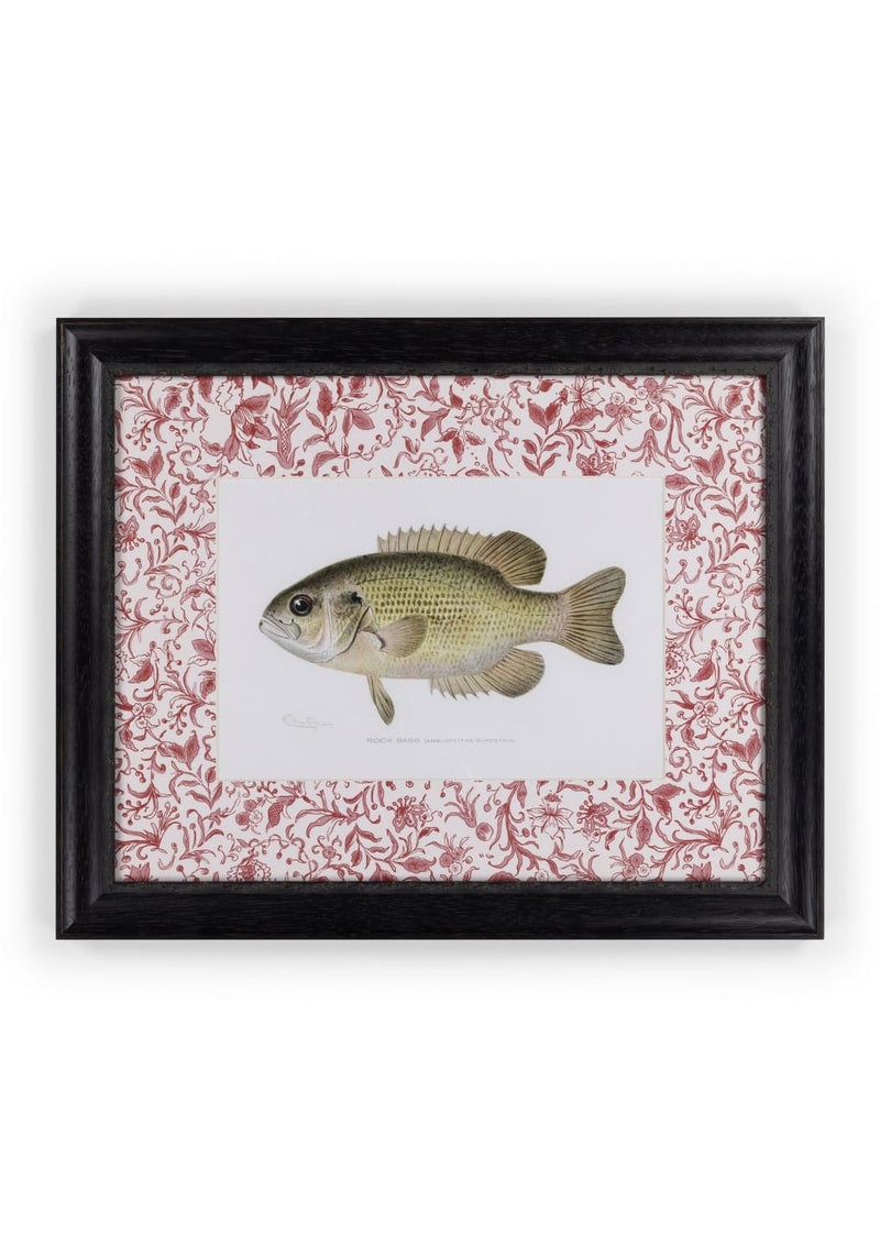Fish IV Framed Print British, and Just a Bit Brilliant