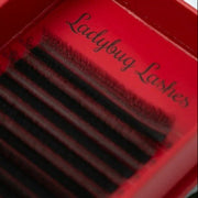 W Lash 16 Row Mixed Tray