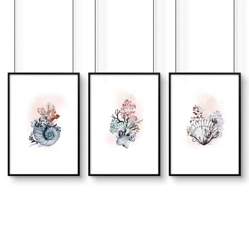 Coastal Prints Set of 3 | Framed Seashell Wall Art