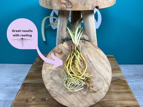 Plant Propagation Gift Set #7