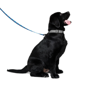 First Home Pet leash