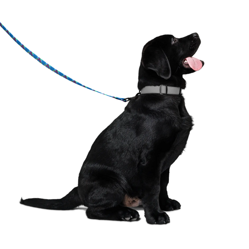First Home Pet leash